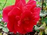 Forty-niner rose photo