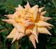 Feu Joseph Looijmans rose photo