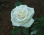 Sahara de Meilland rose photo