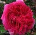 Kean rose photo