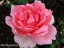 Day Dream rose photo