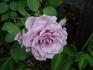 Blue Violet rose photo