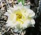 Crock O' Gold rose photo