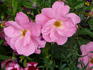 Simon Fraser rose photo