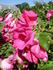 Guna rose photo