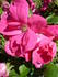 Guna rose photo