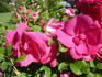 Guna rose photo