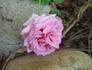 Shannon ® rose photo
