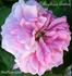 Angelique Quetier rose photo