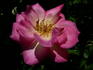 Forty-niner rose photo