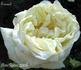 Everest rose photo