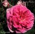 Gaston Chandon rose photo