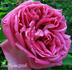 Janine Viaud-Bruant rose photo