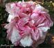 Marguerite Desrayaux rose photo