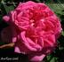 Madame Rambaux rose photo