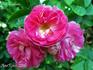 Red Explorer rose photo