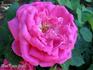 Turenne rose photo