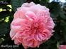 Melita rose photo