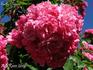 Emile Nérini rose photo
