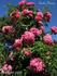 Emile Nérini rose photo
