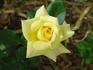 Katherine Loker rose photo
