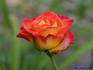 Animo rose photo