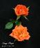Orange Parfait ™ rose photo