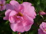 Simon Fraser rose photo