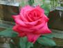 Spring Break rose photo