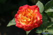 Animo rose photo