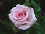 Orlando ™ rose photo