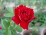 Monumental rose photo