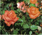Bonnie Hamilton rose photo