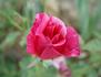Banner rose photo