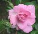 Rose d'Amour rose photo