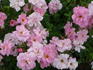 Simon Fraser rose photo