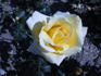 Best of Friends ™ rose photo