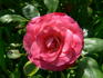 Patte de Velours rose photo