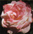 Better Homes rose photo