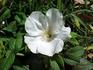 Wild Spice rose photo