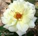 Matterhorn ® rose photo