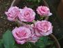 Better Homes rose photo