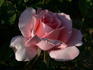 Piroschka ® rose photo