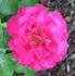 Lady Mitchell rose photo
