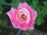 Almondeen rose photo