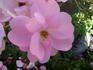 Simon Fraser rose photo
