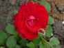 Nicolas rose photo