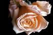 Young at Heart rose photo