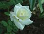 White Lightnin' rose photo