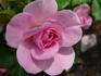 Royal Edward rose photo